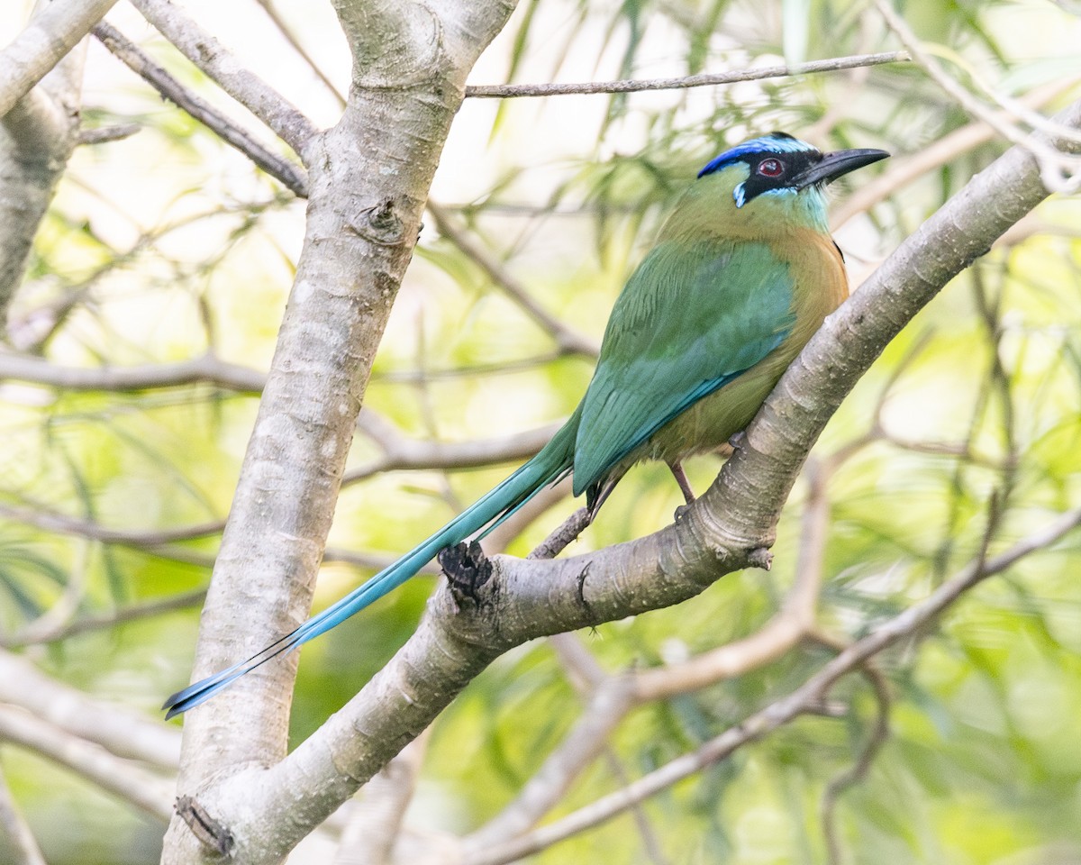 Lesson's Motmot - ML646094784