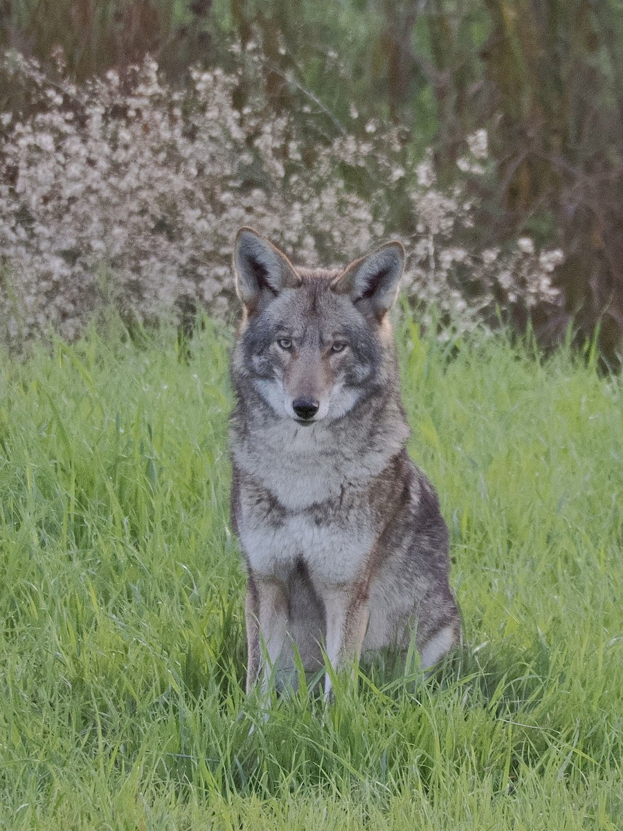 Mammals - ML646094785