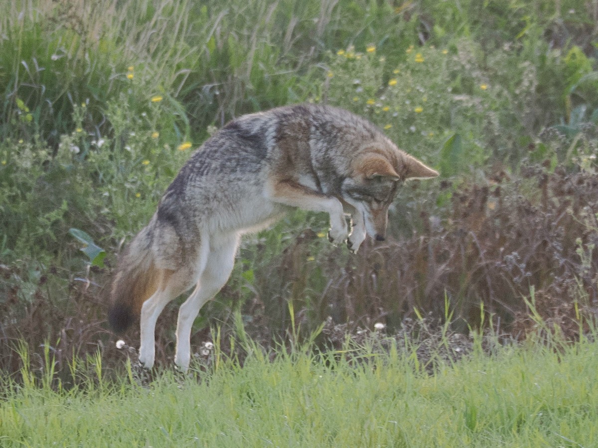 Mammals - ML646094786