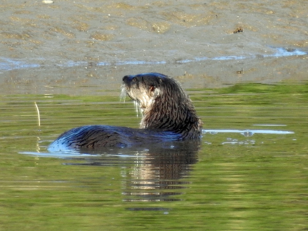 North American River Otter - ML646094789