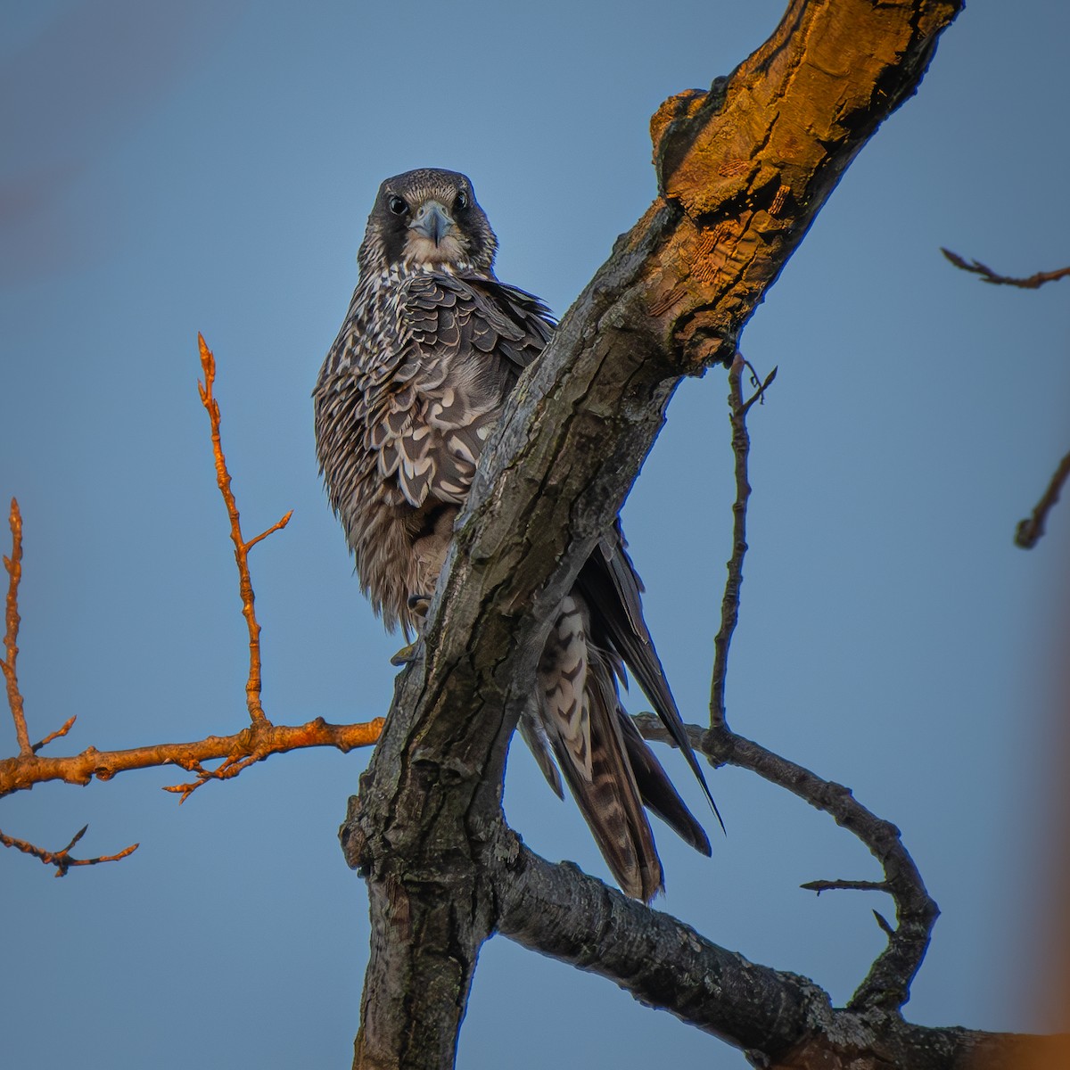 遊隼 - ML646094792