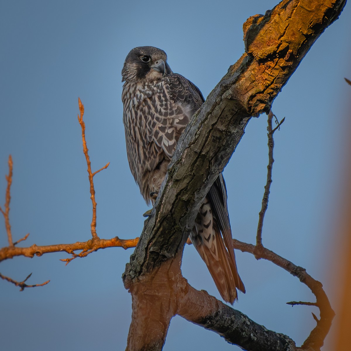 遊隼 - ML646094793