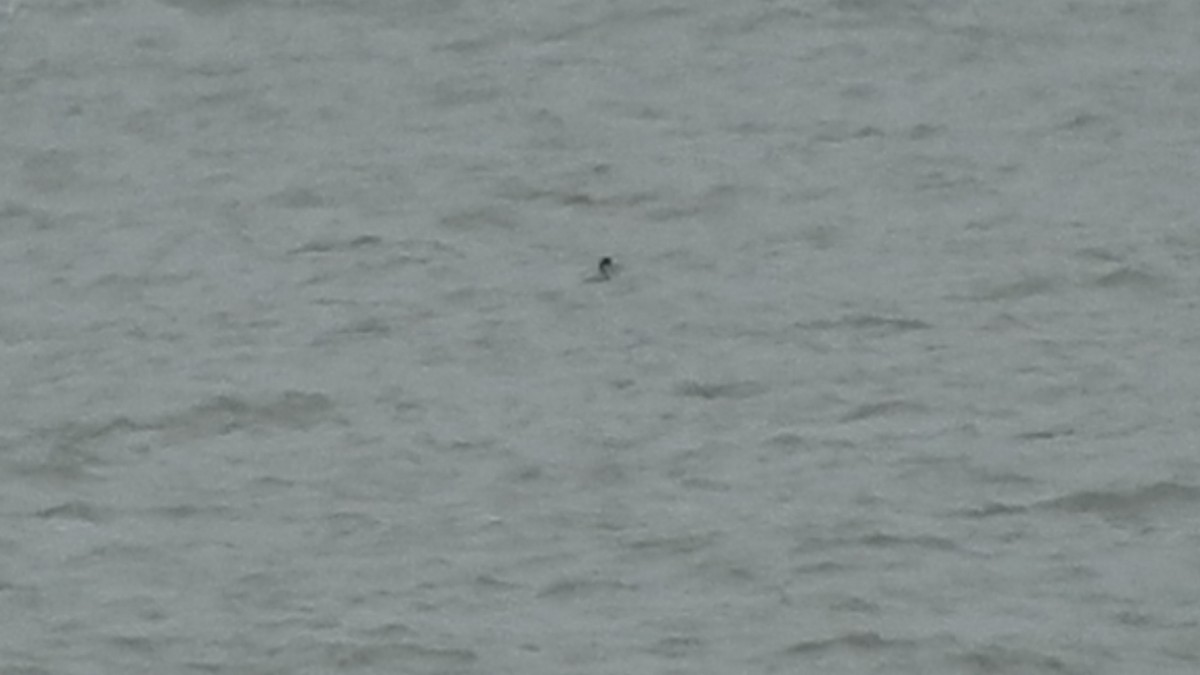 Somormujo Cuellirrojo - ML646094796