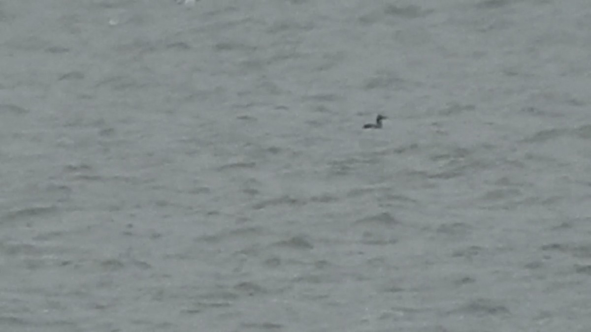 Somormujo Cuellirrojo - ML646094797