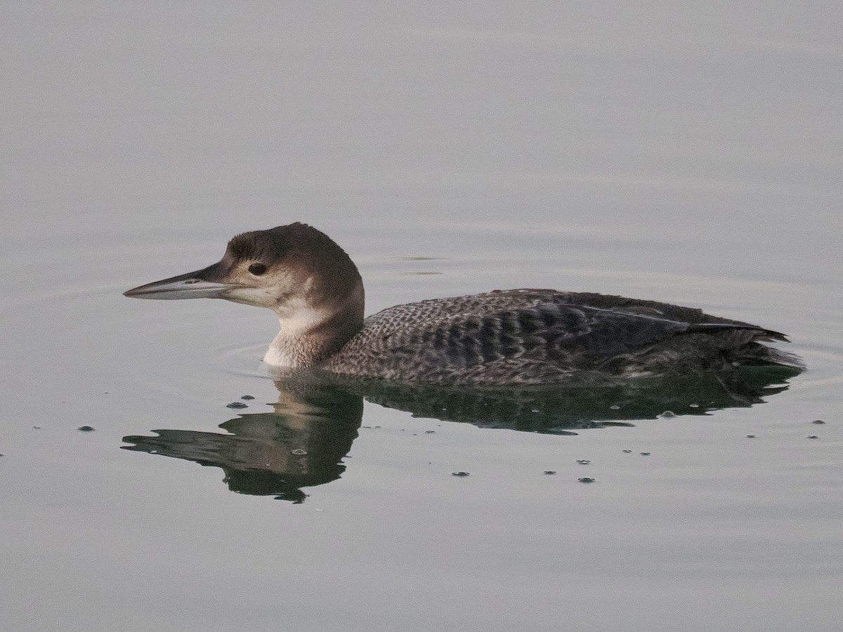 Common Loon - ML646094801
