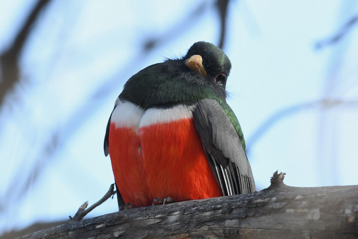 Coppery-tailed Trogon - ML646094806