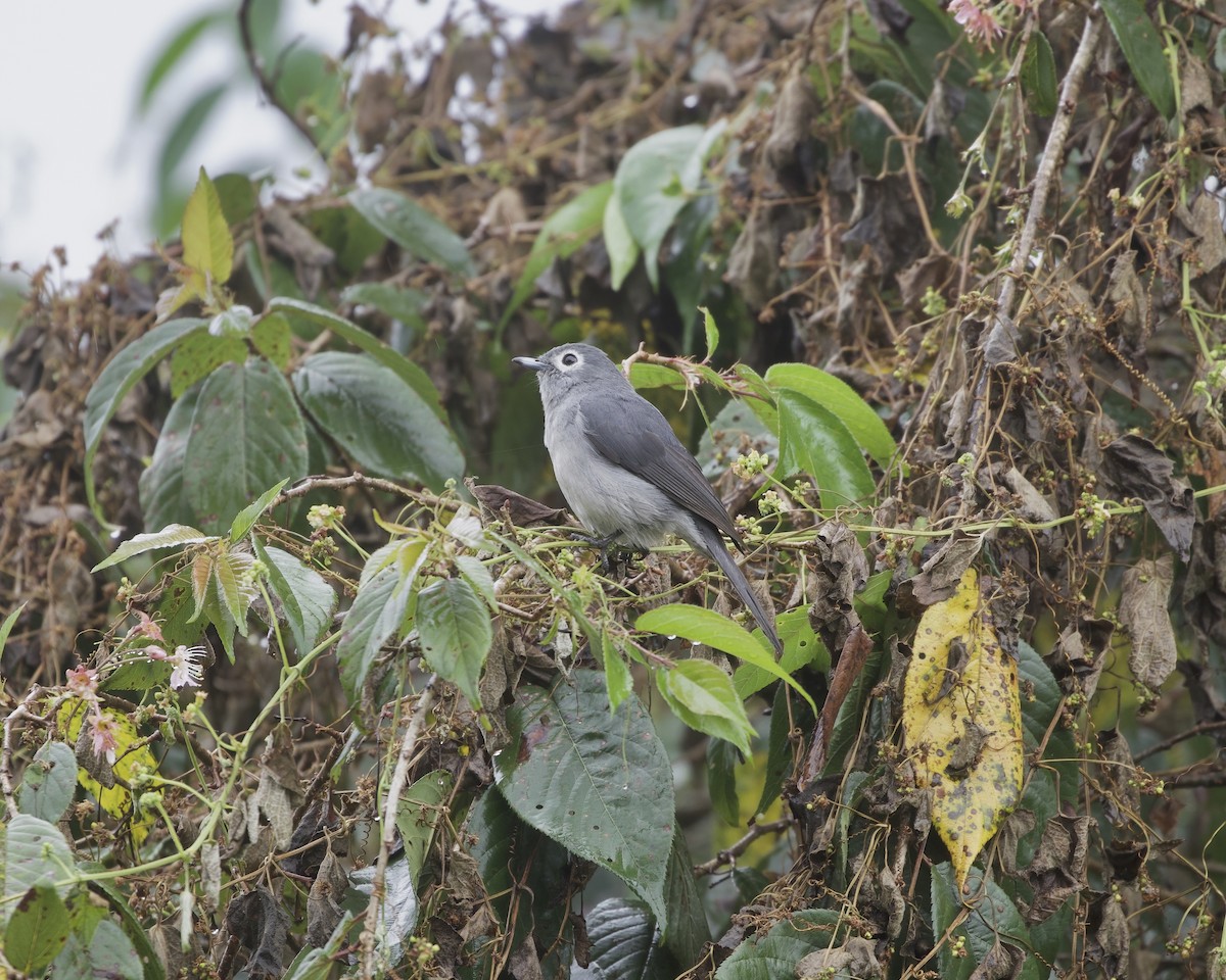 White-eyed Slaty-Flycatcher - ML646094807