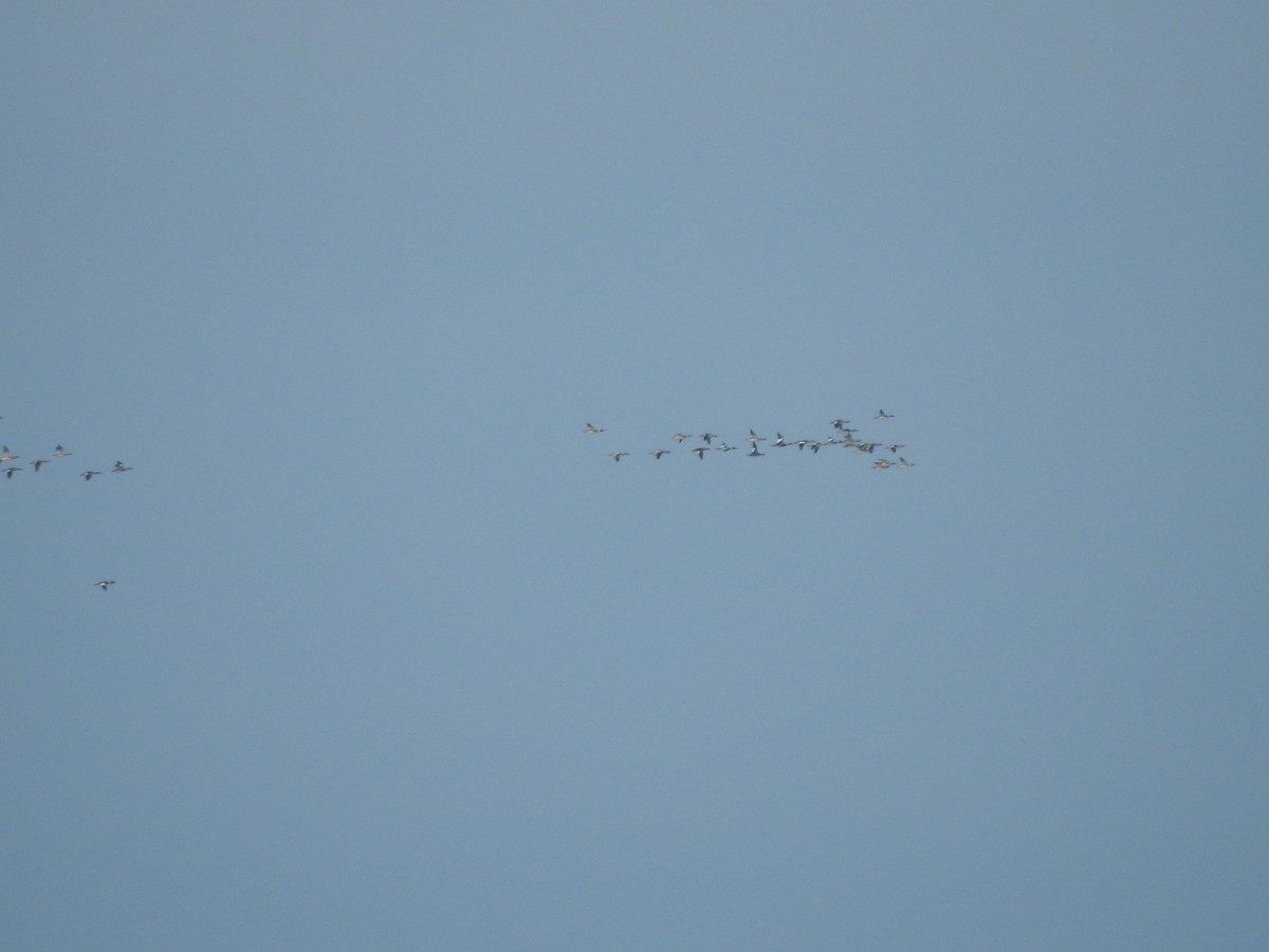 Red-breasted Merganser - ML646094808