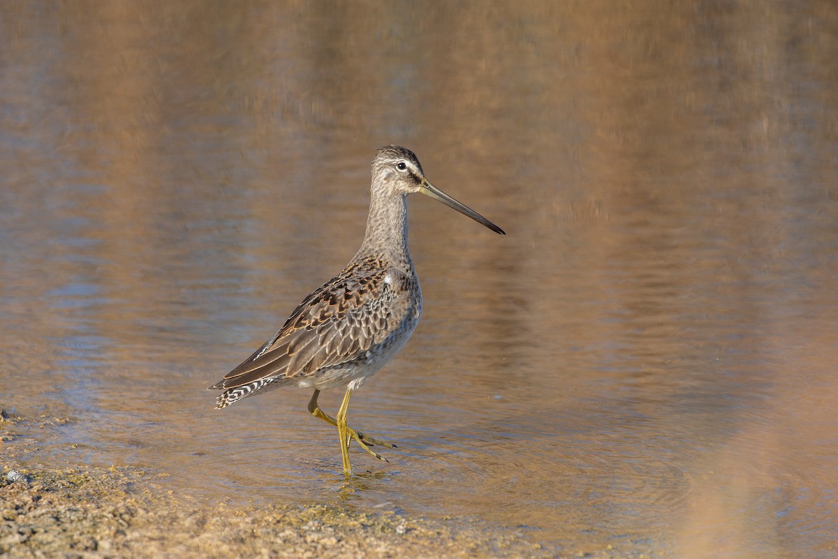 Kuliska oilagorra - ML646094810