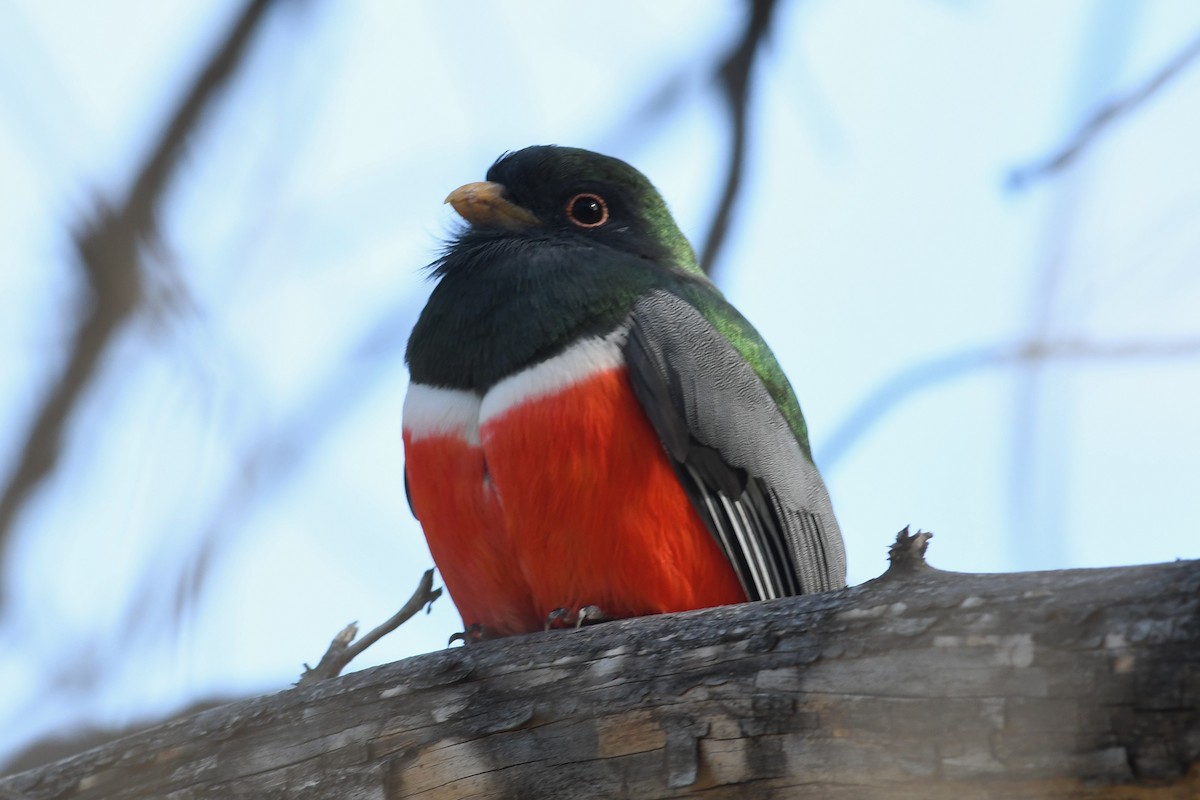 Coppery-tailed Trogon - ML646094812