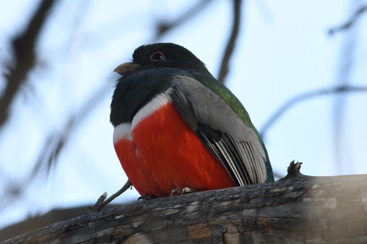 Coppery-tailed Trogon - ML646094813