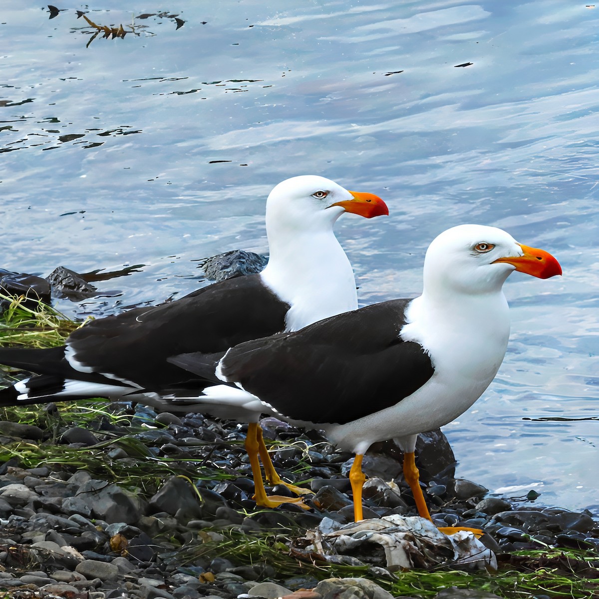 Pacific Gull - ML646094818