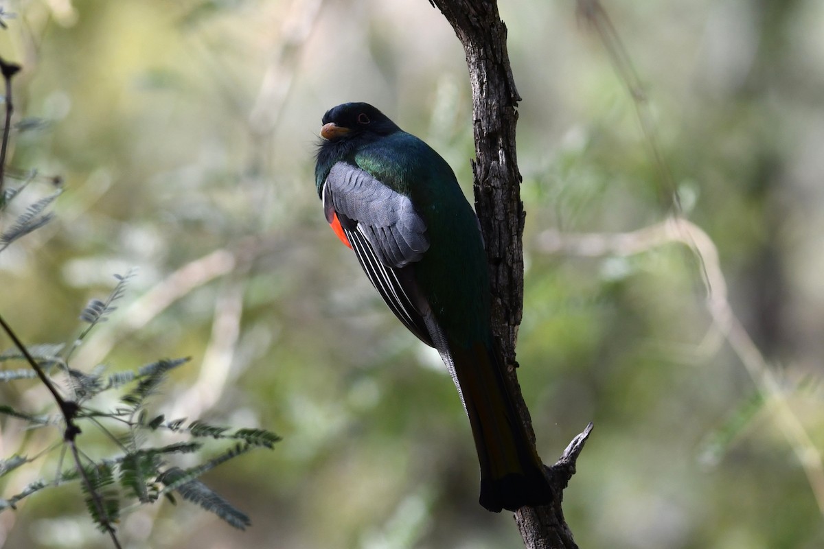 Coppery-tailed Trogon - ML646094819