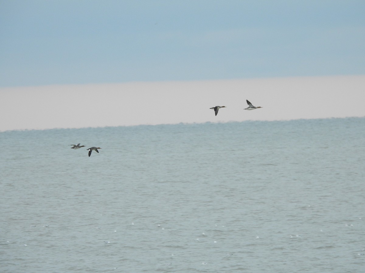Red-breasted Merganser - ML646094820