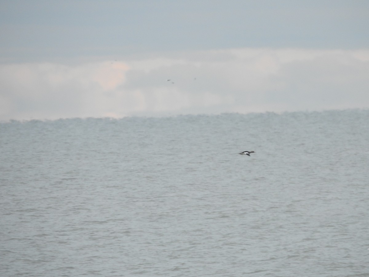 Red-breasted Merganser - ML646094821