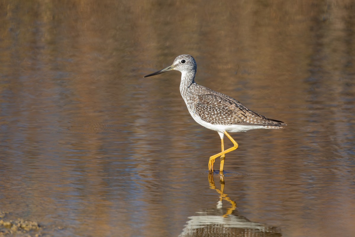 Kuliska hankahori handia - ML646094822