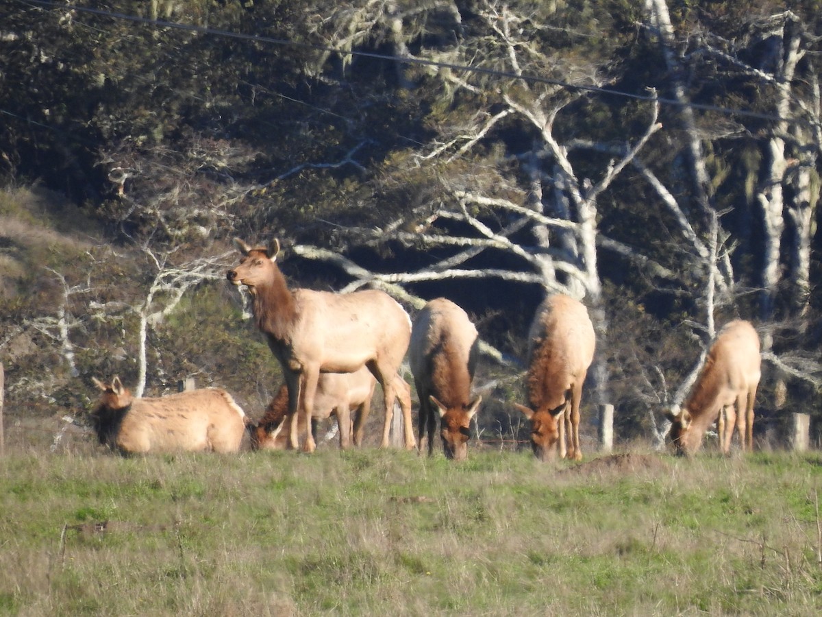 Tule Elk - ML646094824