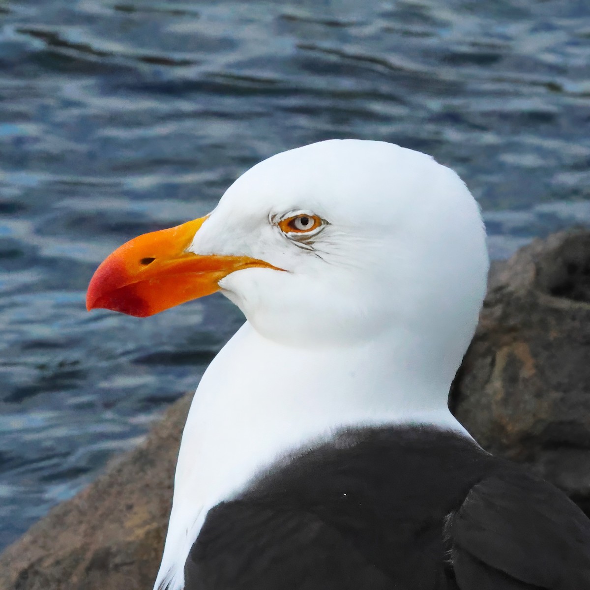 Pacific Gull - ML646094828