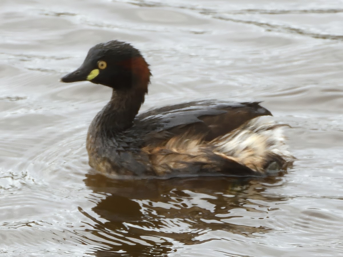 Australasian Grebe - ML646094829