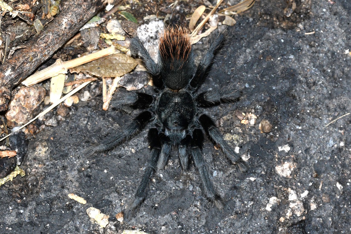 Madera Canyon Tarantula - ML646094831