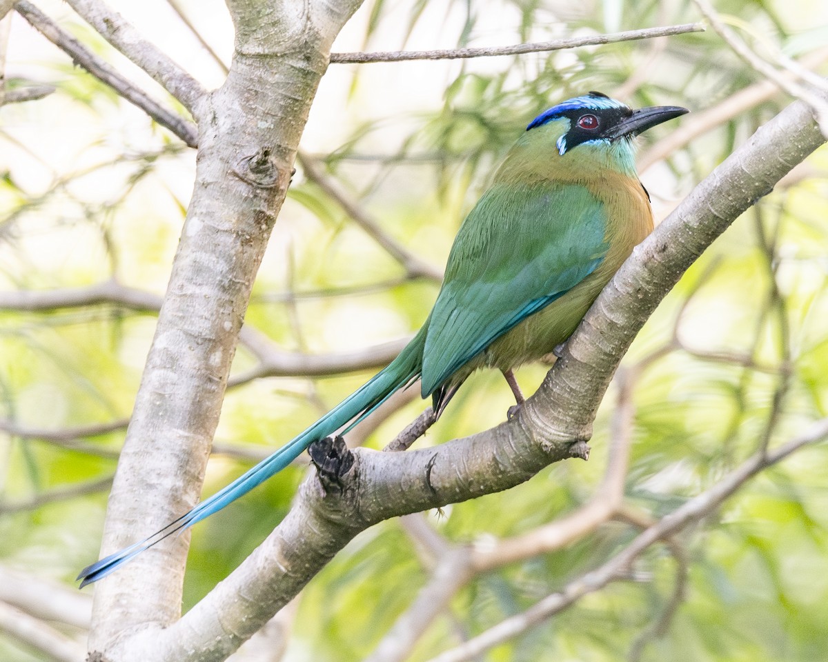 Lesson's Motmot - ML646094837