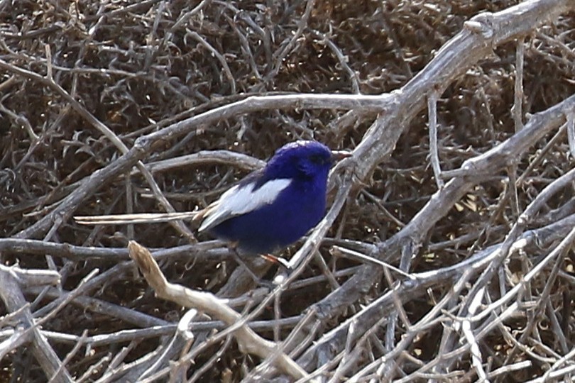 White-winged Fairywren - ML646094843