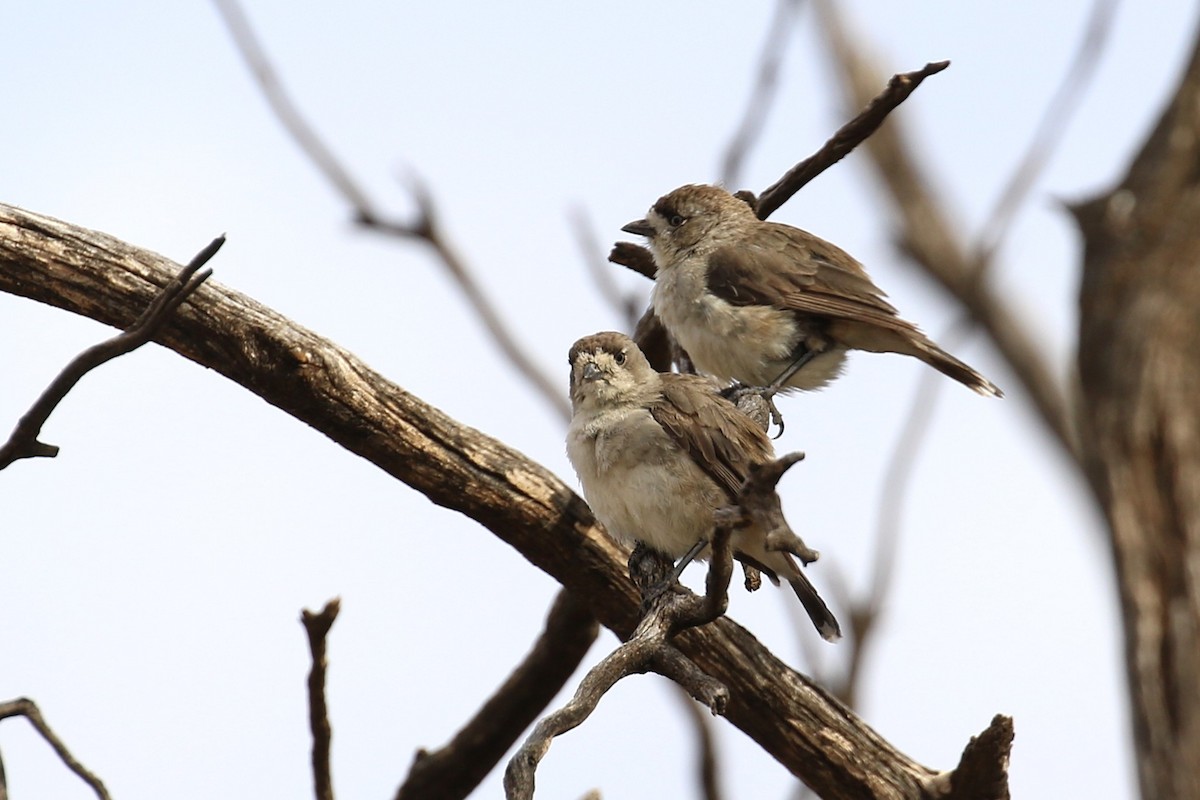 Southern Whiteface - ML646094850