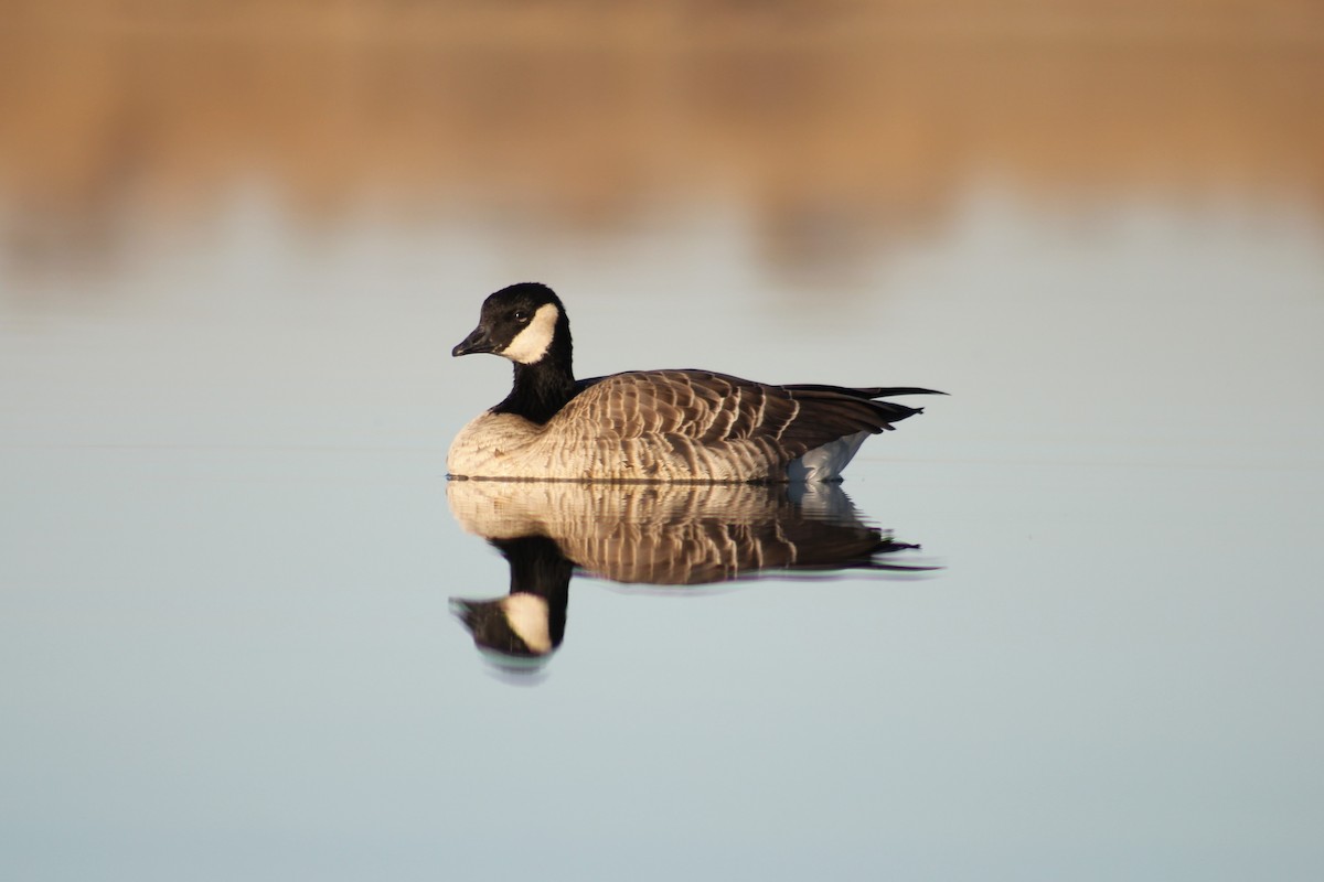 小加拿大雁 - ML646094851