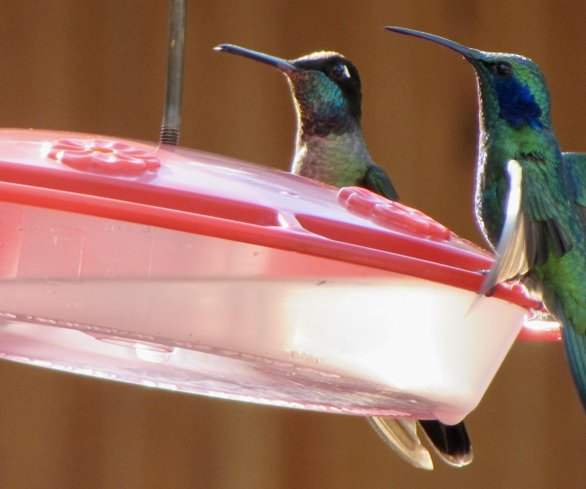 Talamanca Hummingbird - ML646094852