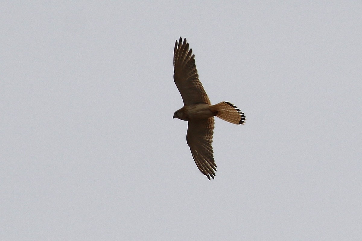 Nankeen Kestrel - ML646094857
