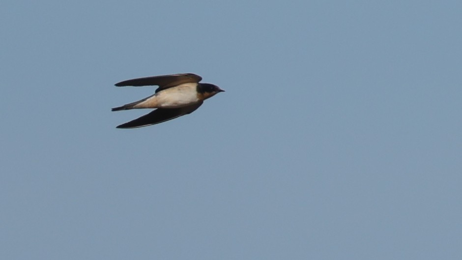 Barn Swallow - ML646094866