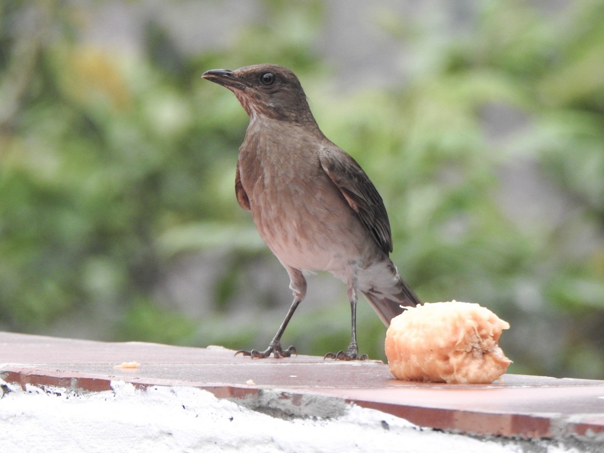 Black-billed Thrush - ML646094869
