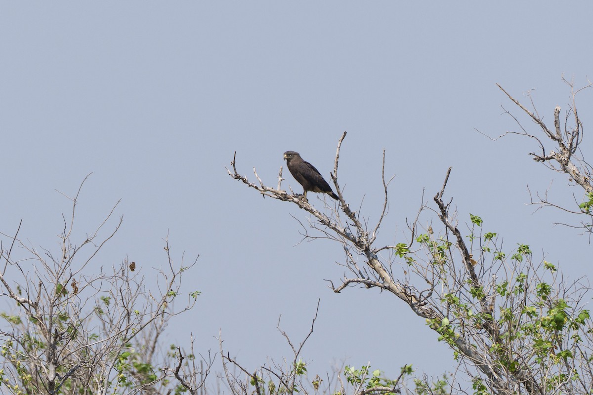 Culebrera Coliblanca - ML646094870