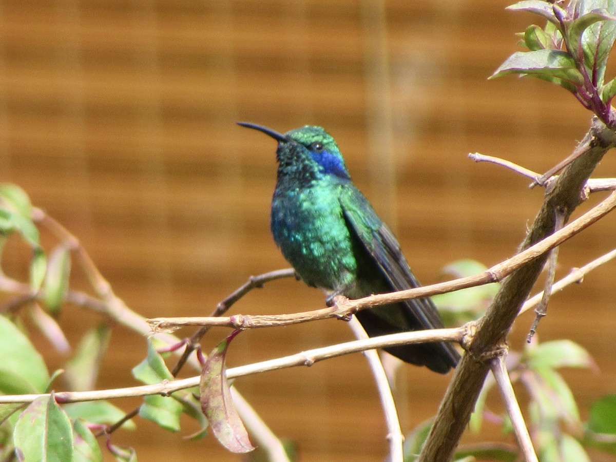 Lesser Violetear - ML646094875