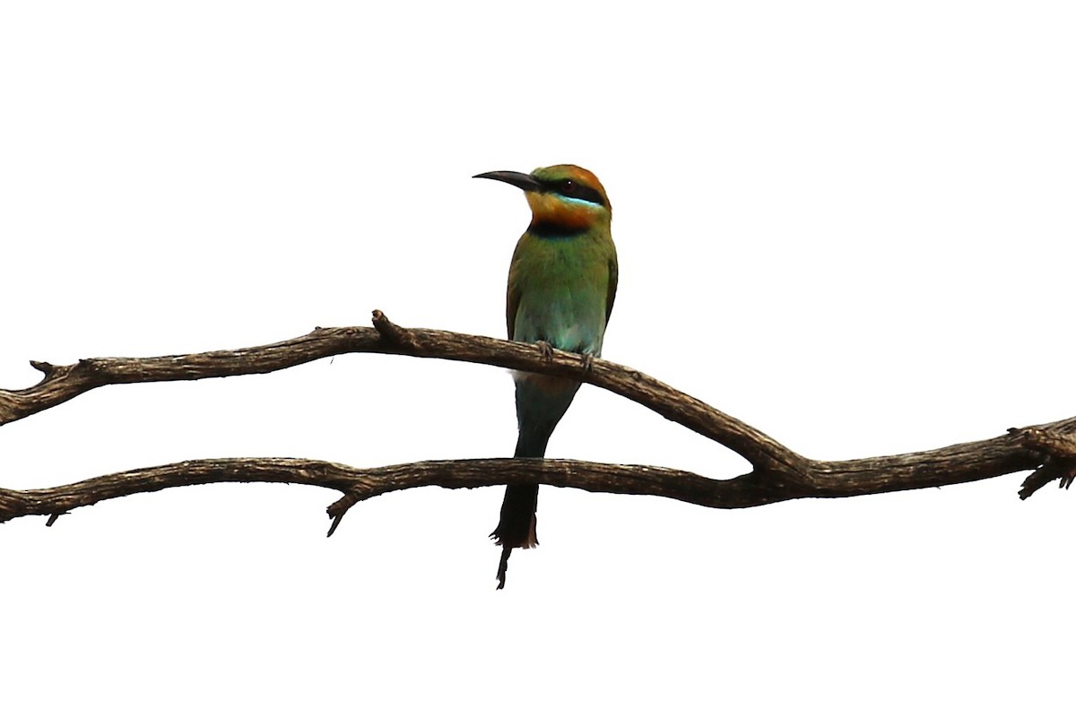 Rainbow Bee-eater - ML646094876