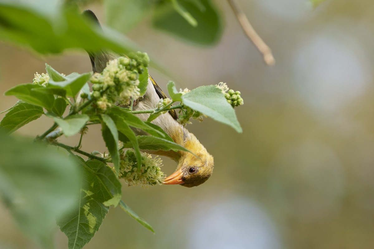 Red-headed Weaver - ML646094878