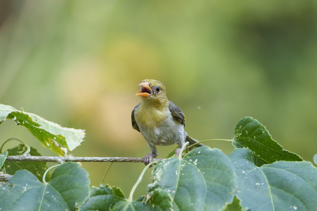 Red-headed Weaver - ML646094879