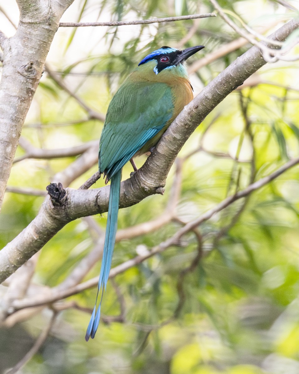 レッソンハチクイモドキ - ML646094881