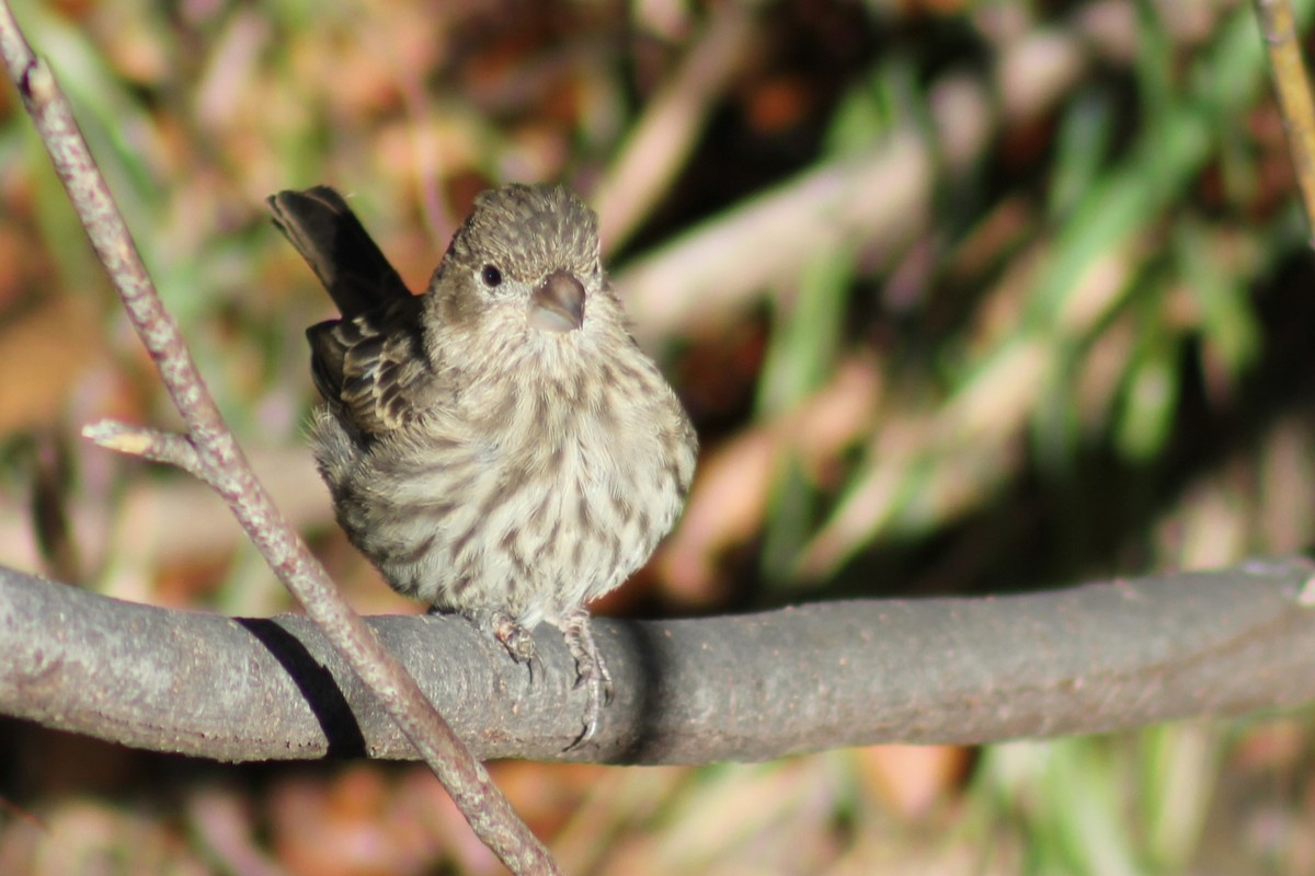 Roselin familier - ML646094887