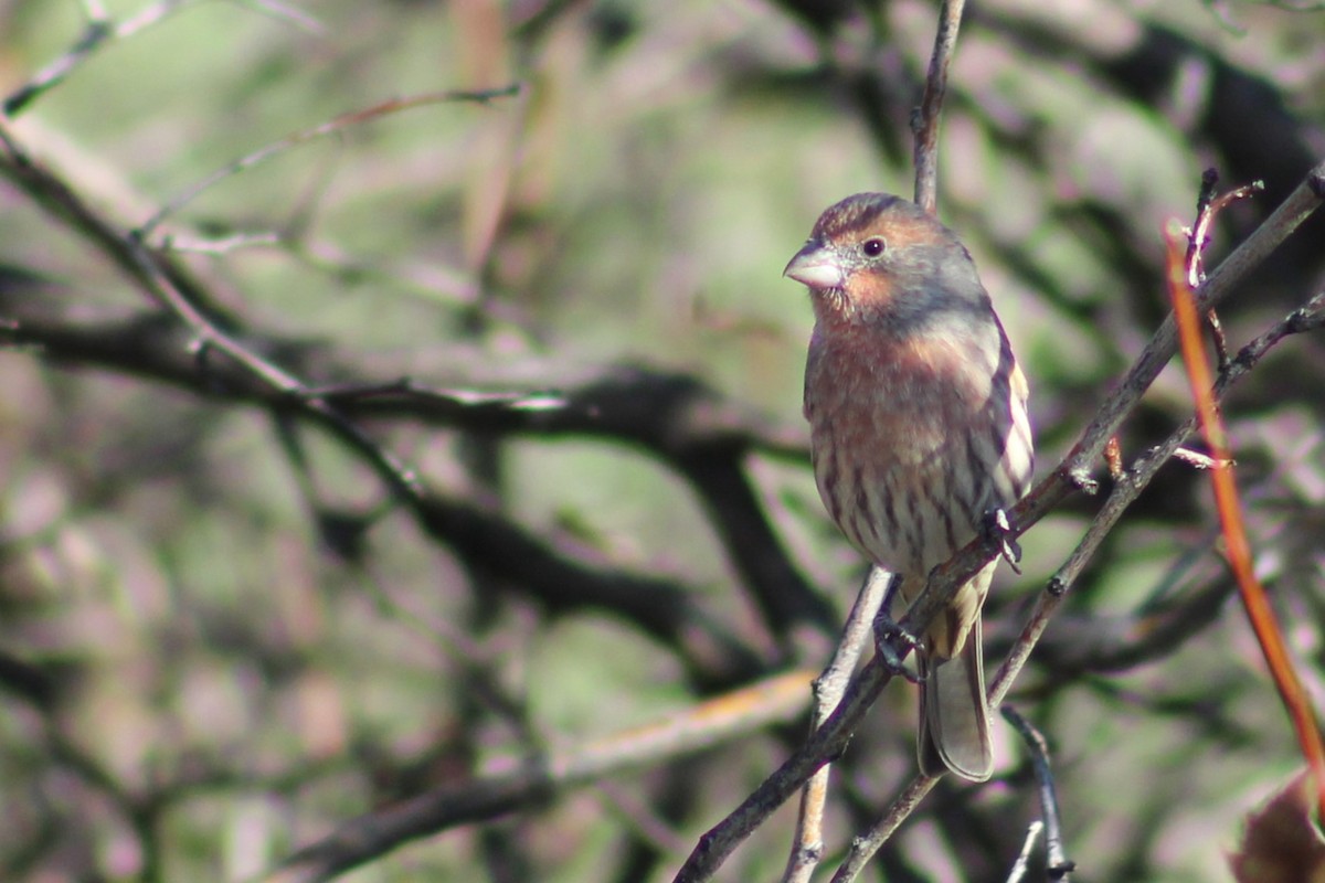 Roselin familier - ML646094888