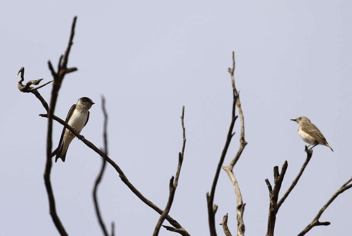 Tree Martin - ML646094889