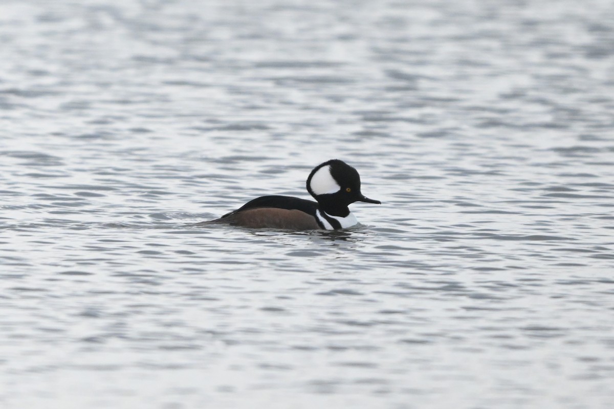 Hooded Merganser - ML646094890