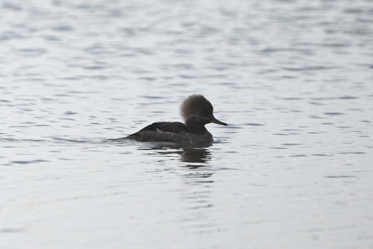 Hooded Merganser - ML646094891