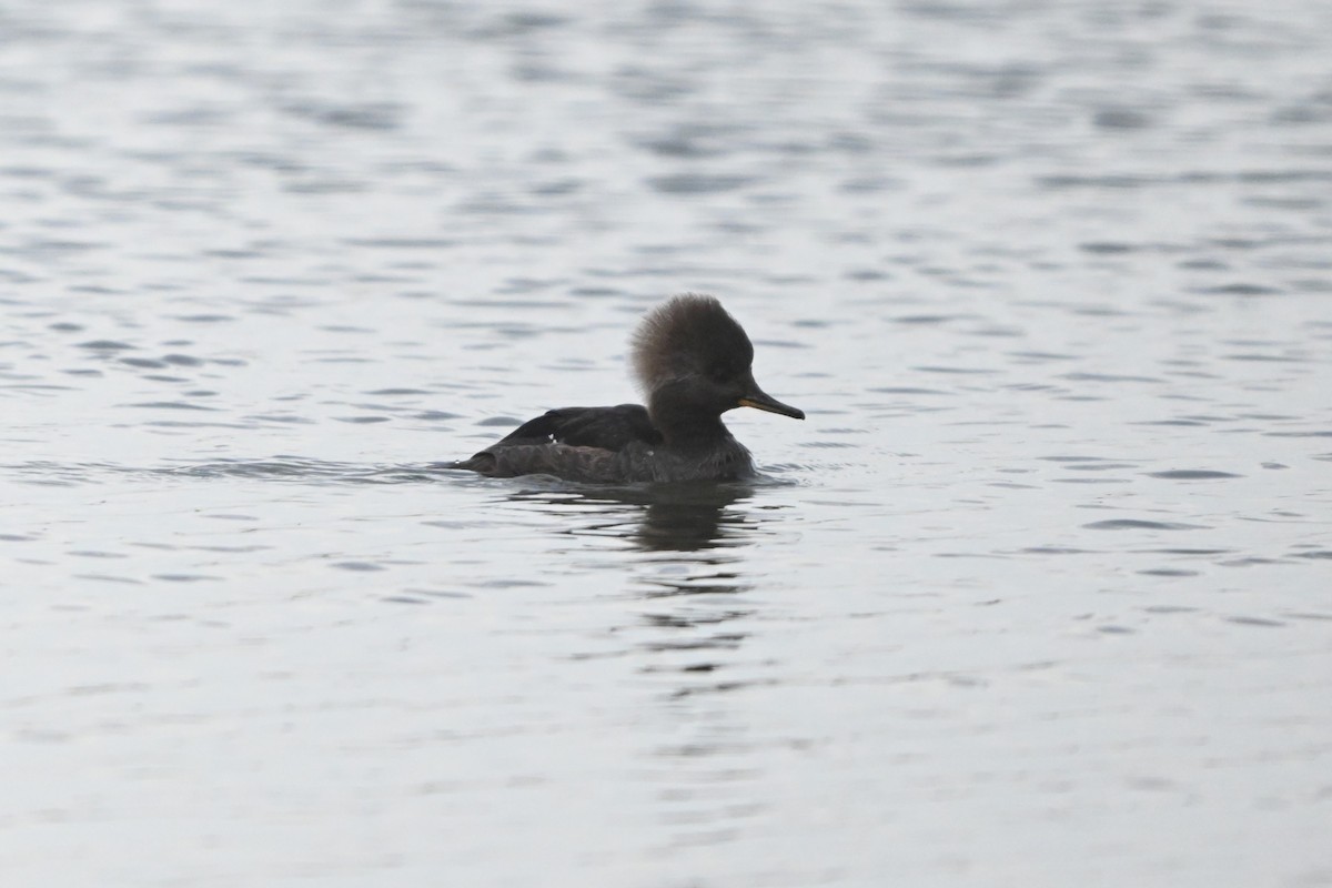 Hooded Merganser - ML646094892