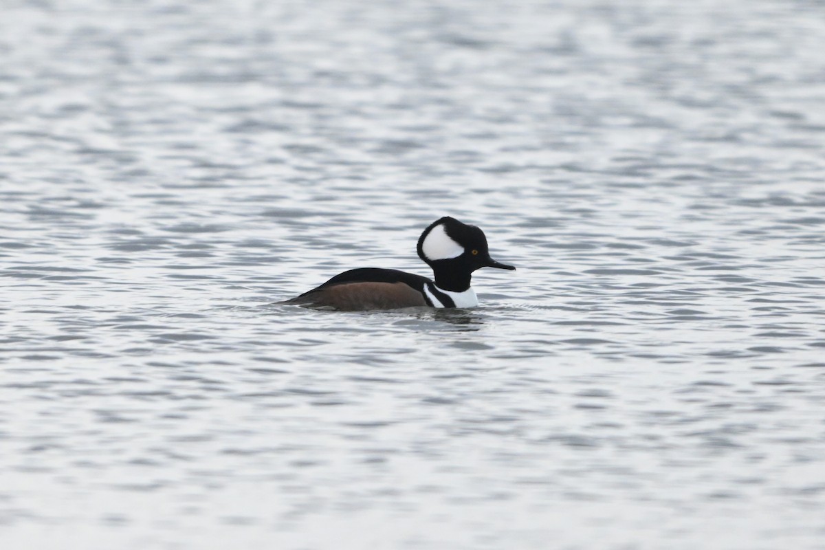 オウギアイサ - ML646094893