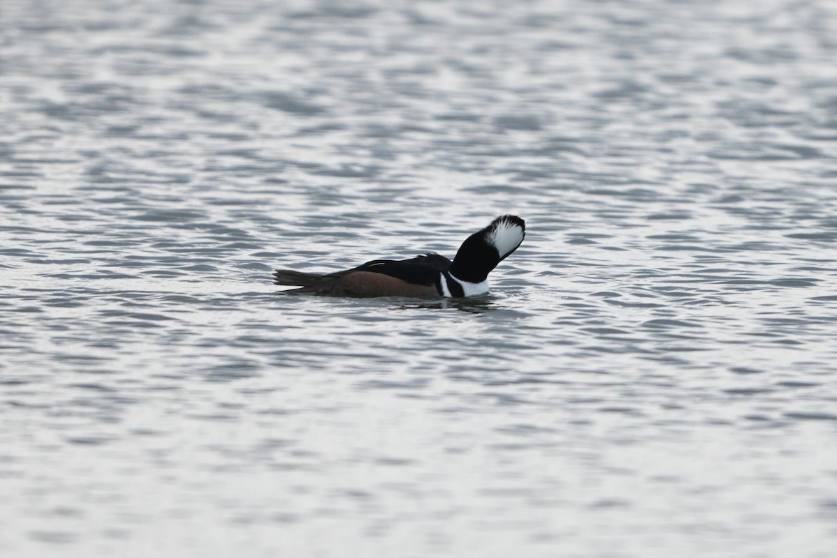 オウギアイサ - ML646094894