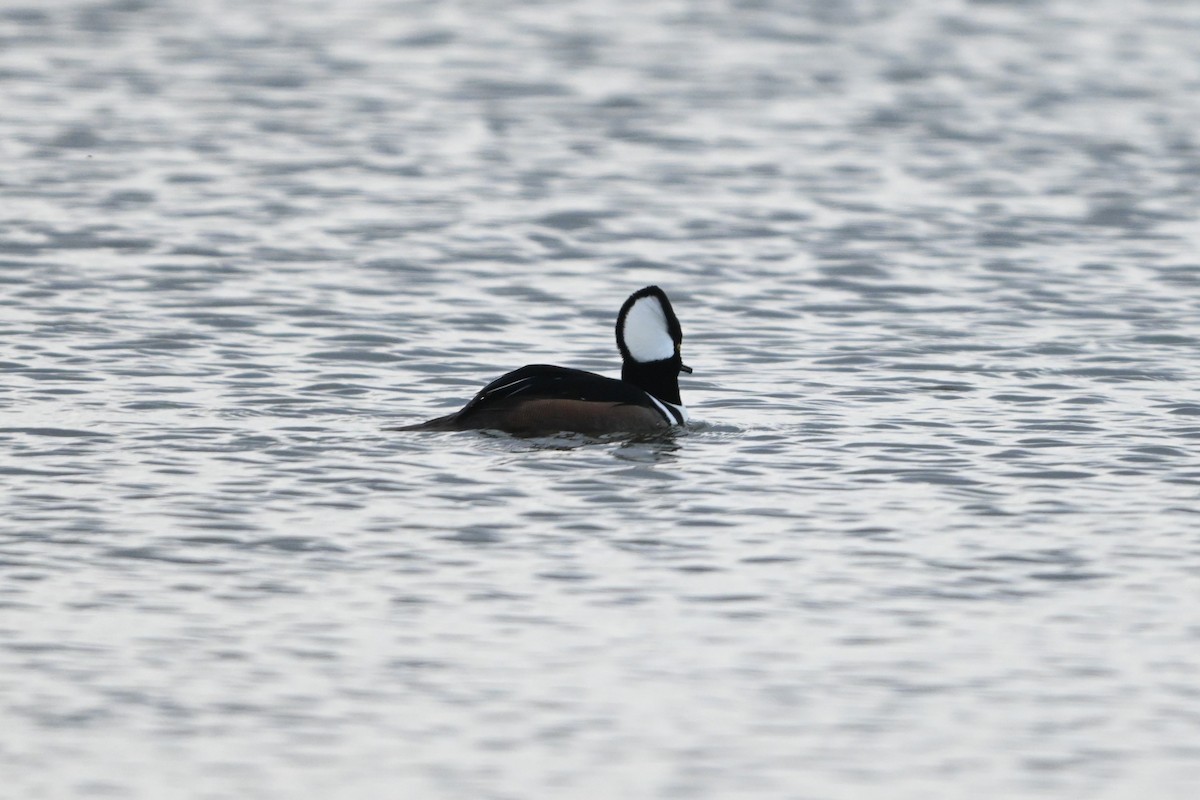 Hooded Merganser - ML646094896