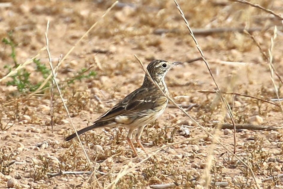 Щеврик австралійський - ML646094897