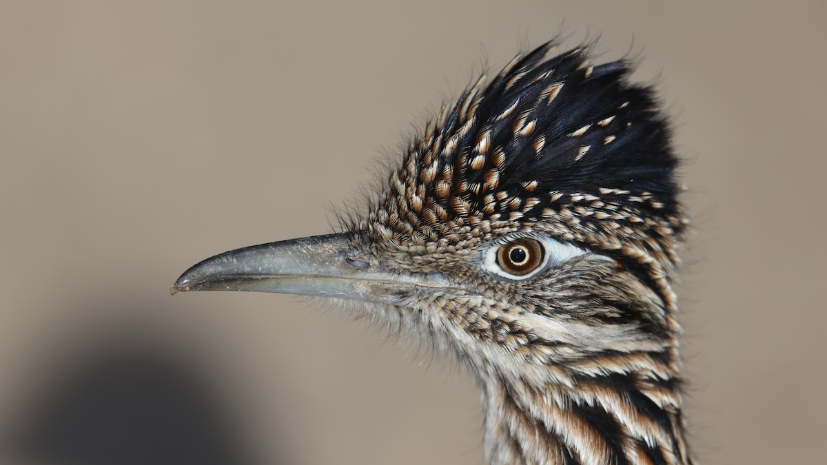 オオミチバシリ - ML646094904