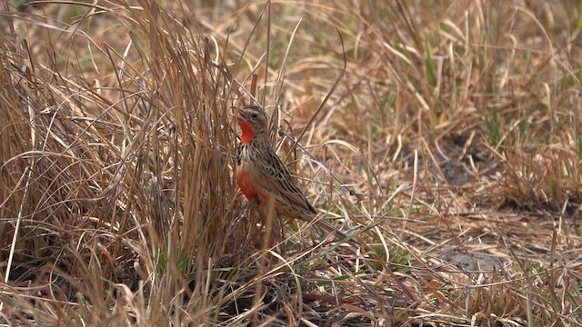 Rosy-throated Longclaw - ML646094905
